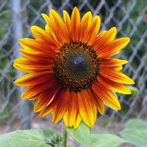 Sunflowers of a different color | Coffee and Captured Moments