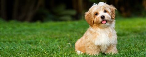 A bichon havanese - Wuuff Blog