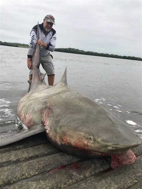 Bull shark caught in Brisbane River Australia : r/terrifying