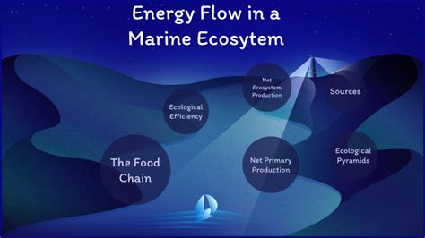 Energy Flow in a Marine Ecosystem by Sarah Palmer