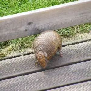 Southern Three-Banded Armadillo - Facts, Diet, Habitat & Pictures on Animalia.bio