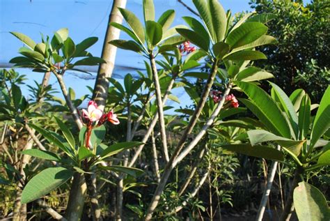 calachuchi flower 1 | Cainta Plant Nursery