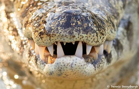 8112 Caiman, Pantanal, Brazil - Dennis Skogsbergh PhotographyDennis Skogsbergh Photography