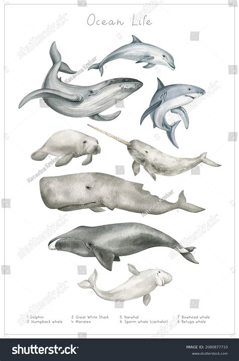 32,872 Life Ocean Grey Background Images, Stock Photos & Vectors | Shutterstock