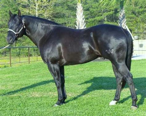 Cokedry Black Quarter Horse Foundation Stallion Socia Texas www ...