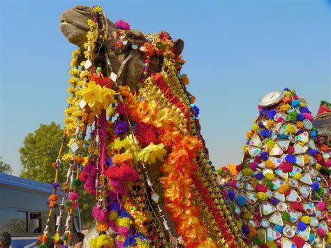 Bikaner Camel Festival 2024 in India - Rove.me