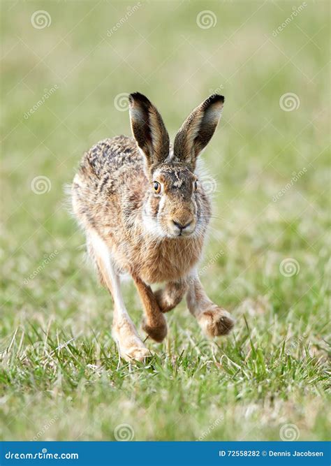 European Hare (Lepus Europaeus) Stock Photo - Image of long, animal: 72558282