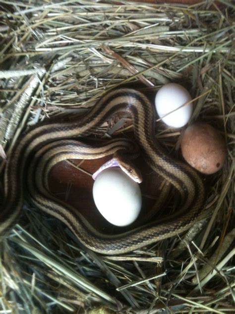 Garter snake tries to eat a chicken egg | Garter snake, Homestead ...