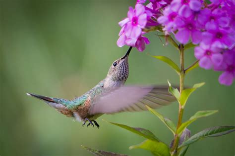 Best Plants to Attract Hummingbirds to Your Yard