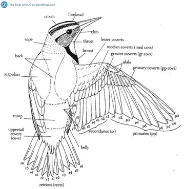 Avian (Bird) Anatomy - Images of Feathers & Skin by Jeannine Miesle