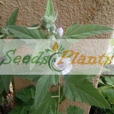 Marshmallow Plant - 5 Seeds(Althaea officinalis) - Seeds and Plants