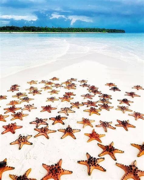 🔥 Starfish in Balabac, Palawan, Philippines 🔥 : r/NatureIsFuckingLit