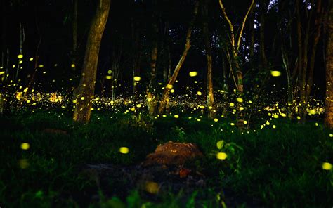 Prabalmachi Fireflies Trek 2020 | Fireflies near Mumbai Pune