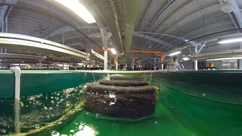 360° VIDEO: Largemouth Bass Spawning at the FWC's Richloam Hatchery ...