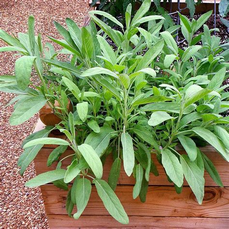 Bonnie Plants 4.5 in. Garden Sage-5100 - The Home Depot