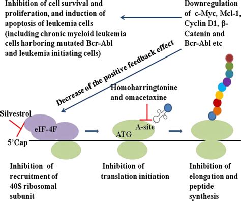 The mechanisms of the protein translation inhibitors homoharringtonine ...