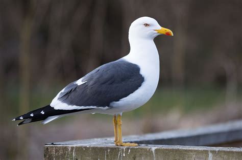 Lesser Black-Backed Gull | Herring gull, Bird life list, Sea birds