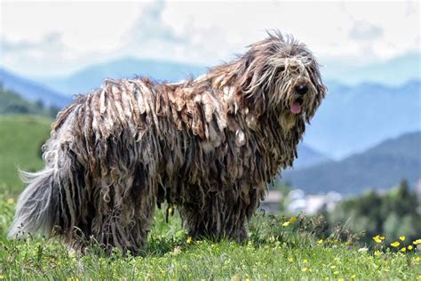 Bergamasco Sheepdog - Native Breed.org