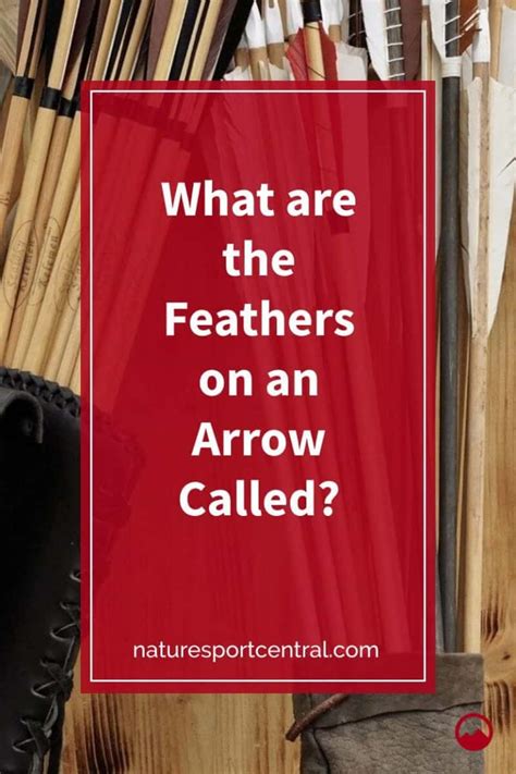 What are the Feathers on an Arrow Called? | Nature Sport Central