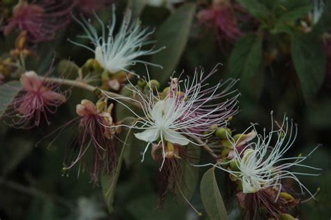 Capparis (Capparaceae) image 32640 at PhytoImages.siu.edu