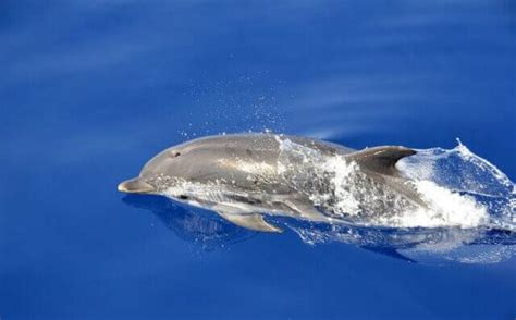 The Best Swimmers in the Animal Kingdom - My Animals