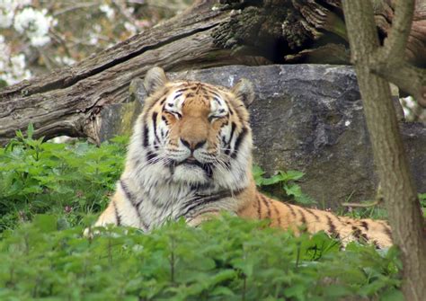 Tiger Roar - HD : r/TigerPhotos