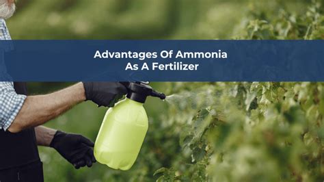 Ammonia as a Fertilizer: Enhancing Agricultural Productivity