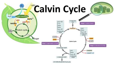 Calvin cycle made super easy - YouTube