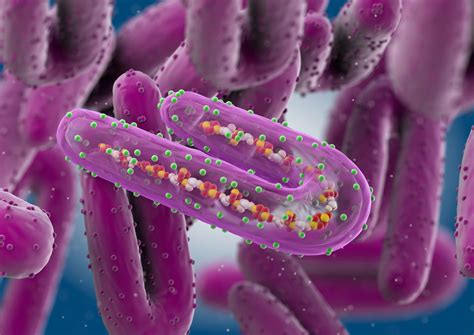 Marburg Virus Under Microscope : Marburgvirus Strain Leiden Evag - Kopi ...