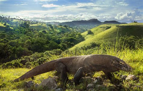 The World’s Largest Living Lizard, The Komodo Dragon