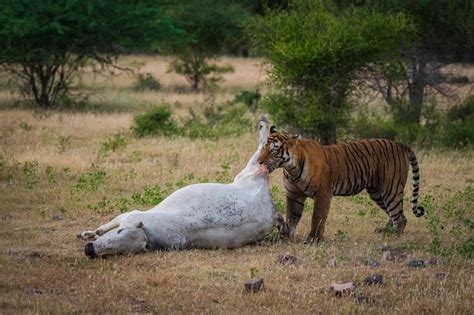 Premium Photo | Tiger hunting cow in forest