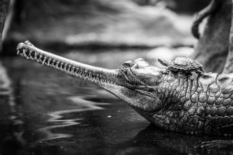 Indian gavial in the zoo stock photo. Image of crocodilian - 202408584