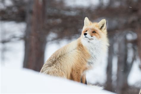 Fox In Snow 5k, HD Nature, 4k Wallpapers, Images, Backgrounds, Photos and Pictures