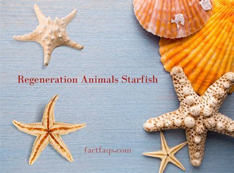 The Remarkable Regeneration Abilities of Some Animals: From Starfish to Axolotls - FACT FAQs