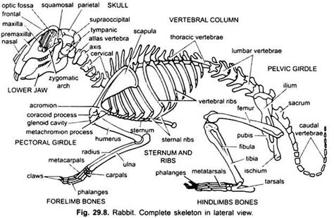 Endoskeleton of Rabbit (With Diagram) | Vertebrates | Chordata | Zoology