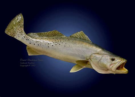 Spotted Seatrout (Speckled Trout) Fish Replicas & Reproductions