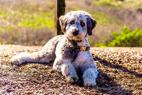 Top 7 Adorable Aussiedoodle Haircuts (With Pictures)