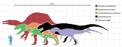 Giganotosaurus Size Comparison To T Rex