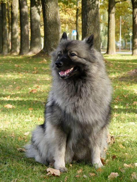 Keeshond Breed and Rescue Information - Rescue Pledge