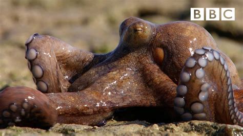 The amazing Octopus that can walk on dry land - The Hunt: Episode 6 Preview - BBC One - YouTube