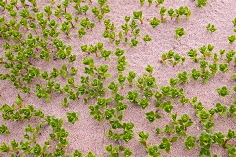 Desert grass 2 stock photo. Image of north, light, summer - 14911598