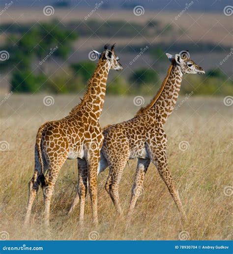 Two Baby Giraffe in Savanna. Kenya. Tanzania. East Africa Stock Photo ...