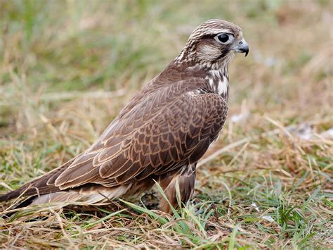 Juvenile Peregrine Falcons (Identification Guide with… | Birdfact