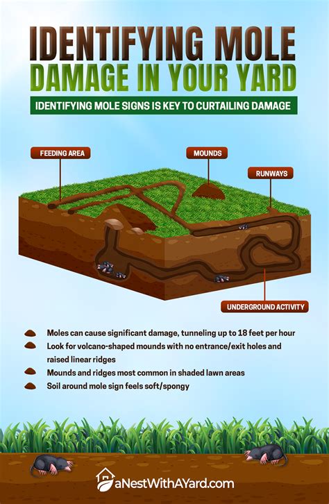 How To Get Moles Out Of Your Yard Guide 2024