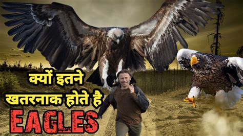 Do Eagles Really Attack Humans। बहुत खतरनाक होते है Eagles लेकिन क्यों ? Facts Phylum - YouTube