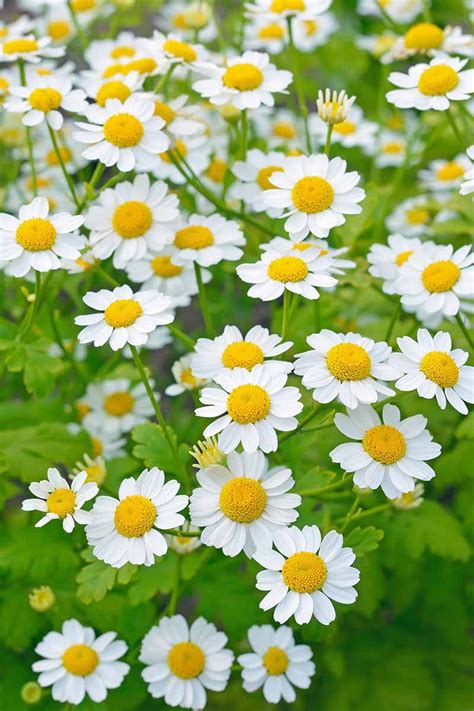 FEVERFEW Magic Single 100 Flower Seeds - Etsy