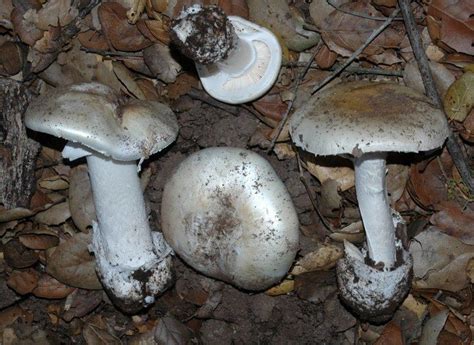 Amanita ocreata - Alchetron, The Free Social Encyclopedia