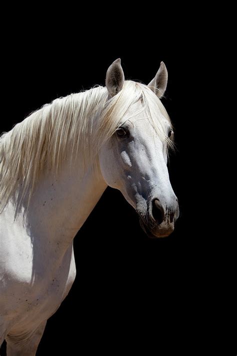 White Stallion Horse Andalusian Color by 66north