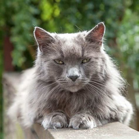 If Your Cat Has Greasy Fur, It Could Be Time to Investigate | Mobile ...