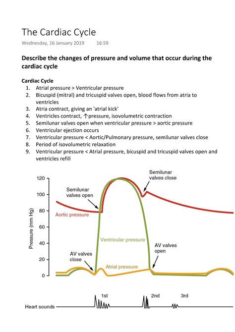 The Cardiac Cycle - Describe the changes of pressure and volume that occur during the cardiac ...